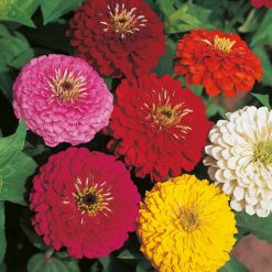 ZINNIA DAHLIA FLOWERED MIXED SEEDS