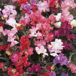 SWEET PEA PERFUME DELIGHT SEEDS