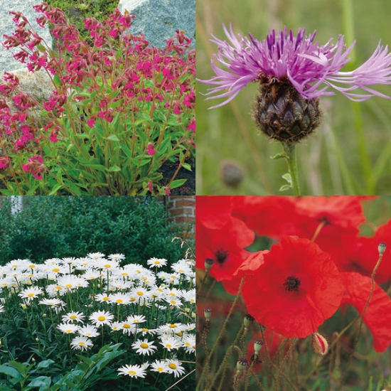 WILD FLOWER MIX CLASSIC MEADOW 80/20 SEEDS