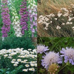 WILD FLOWER MIX BUTTERFLIES & BEES 80/20 SEEDS
