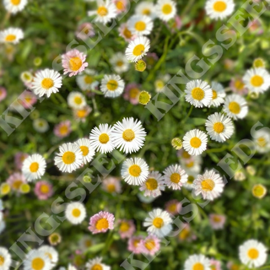 ERIGERON KARVINSKIANUS PROFUSION SEEDS