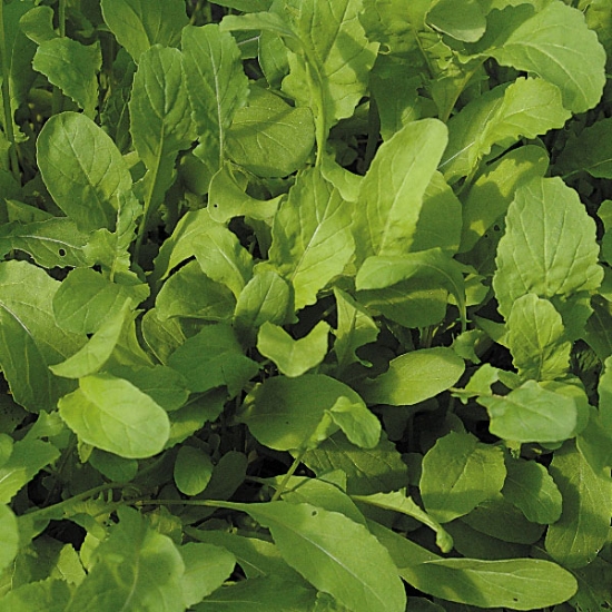SALAD LEAF ROCKET SEEDS