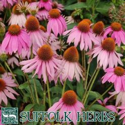 ECHINACEA PURPLE CONEFLOWER SEEDS