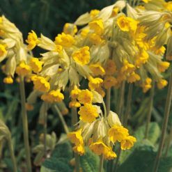 WILD FLOWER COWSLIP SEEDS