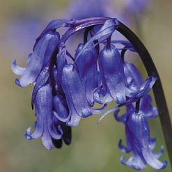 WILD FLOWER BLUEBELL SEEDS