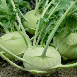 KOHL RABI GREEN DELICACY SEEDS