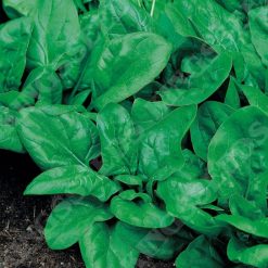 SPINACH MATADOR SEEDS