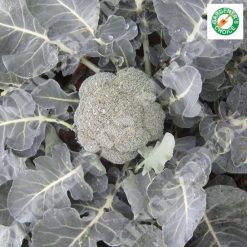 CALABRESE IRONMAN F1 RHS AGM SEEDS