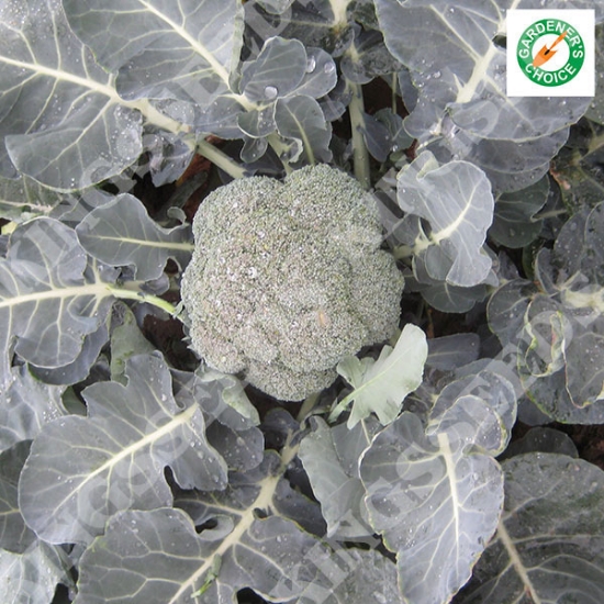 CALABRESE IRONMAN F1 RHS AGM SEEDS