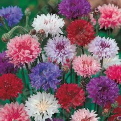 CORNFLOWER DOUBLE MIXED SEEDS