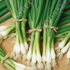 ONION WHITE LISBON RHS AGM SEEDS