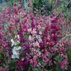 CLARKIA ELEGANS DOUBLE DELIGHT SEEDS