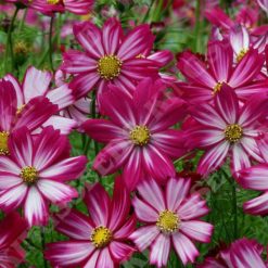 COSMOS COSIMO RED-WHITE SEEDS