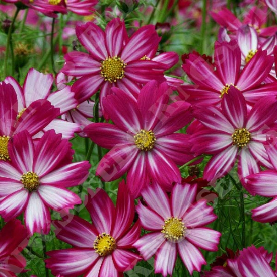 COSMOS COSIMO RED-WHITE SEEDS