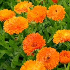 CALENDULA ORANGE KING SEEDS