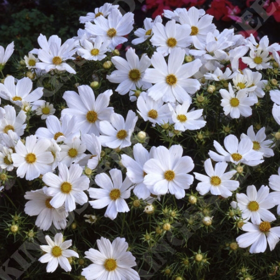 COSMOS PURITY SEEDS
