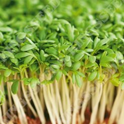 CRESS PLAIN / COMMON SEEDS