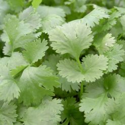 HERB CORIANDER LEISURE LEAFY SEEDS
