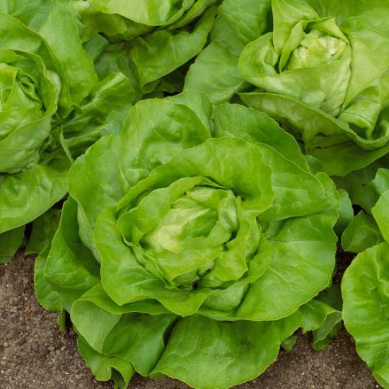 LETTUCE ALL YEAR ROUND SEEDS