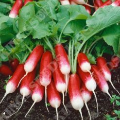 RADISH FRENCH BREAKFAST 3 RHS AGM SEEDS