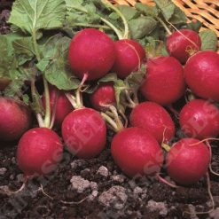 RADISH CHERRY BELLE RHS AGM SEEDS