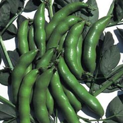BROAD BEAN THE SUTTON (DWARF) SEEDS