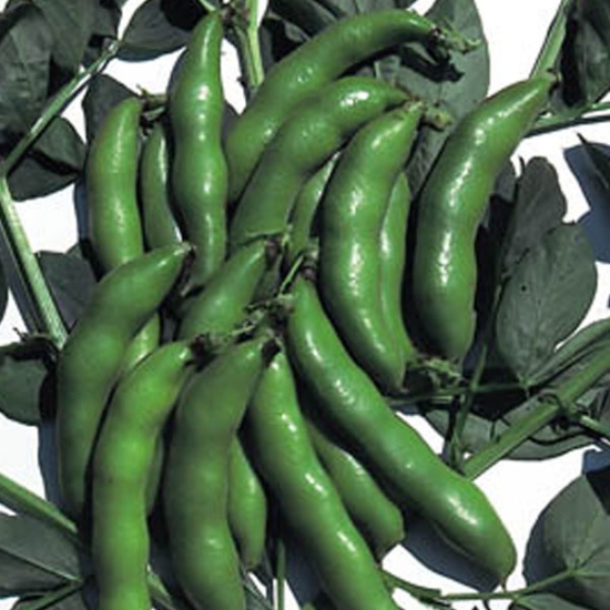 BROAD BEAN THE SUTTON (DWARF) SEEDS