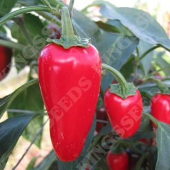 PEPPER CHILLI GOURMET JALAPENO SEEDS