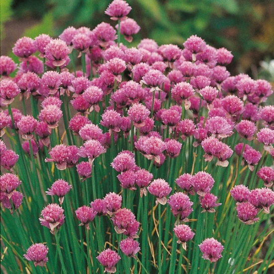 HERB CHIVES SEEDS