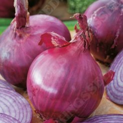 ONION RED BRUNSWICK SEEDS