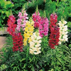 ANTIRRHINUM SNAP HAPPY SEEDS