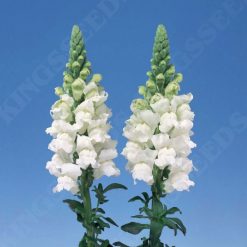 ANTIRRHINUM ADMIRAL WHITE F1 SEEDS
