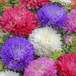 ASTER DUCHESS MIXED SEEDS