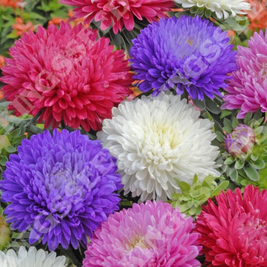 ASTER DUCHESS MIXED SEEDS