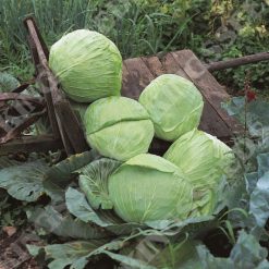 CABBAGE GOLDEN ACRE PRIMO 2 SEEDS