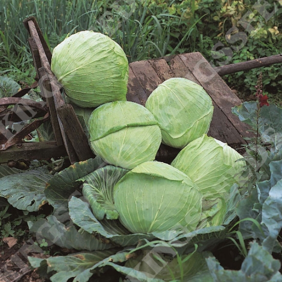 CABBAGE GOLDEN ACRE PRIMO 2 SEEDS