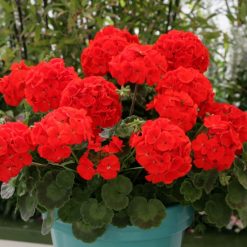 GERANIUM LANDSCAPER RED F1 SEEDS