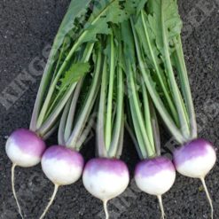 TURNIP SWEETBELL F1 SEEDS