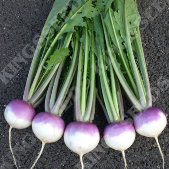 TURNIP SWEETBELL F1 SEEDS