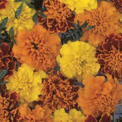 MARIGOLD FRENCH BOY O BOY MIXED SEEDS