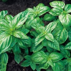 HERB BASIL CLASSIC ITALIAN SEEDS