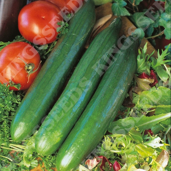 CUCUMBER TELEGRAPH IMPROVED SEEDS