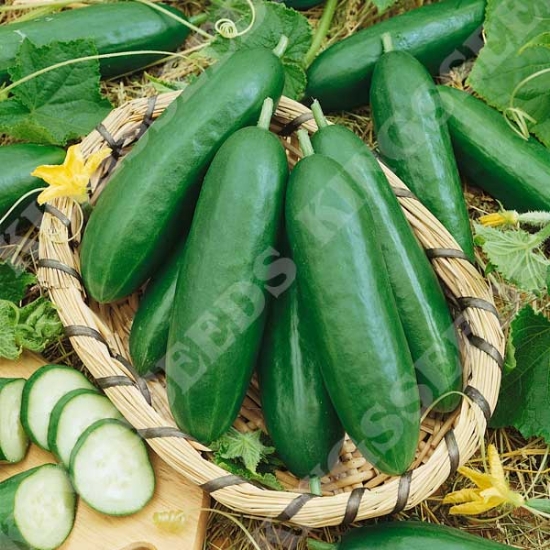 CUCUMBER LA DIVA SEEDS