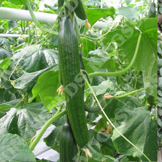 CUCUMBER FEMSPOT F1 SEEDS