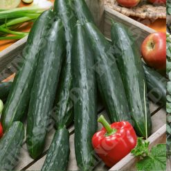 CUCUMBER BURPLESS TASTY GREEN F1 SEEDS