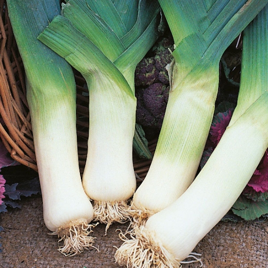 LEEK GIANT WINTER SEEDS