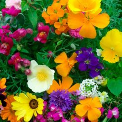 HARDY ANNUALS DWARF MIXED SEEDS