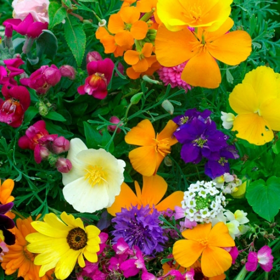 HARDY ANNUALS DWARF MIXED SEEDS