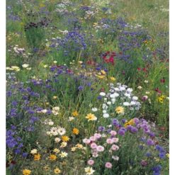 WILD FLOWER FIELD & HEDGE-ROW MIX SEEDS