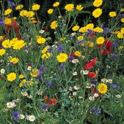 WILD FLOWER CORNFIELD MIX SEEDS